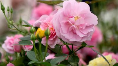 Roses at the RHS Chelsea Flower Show