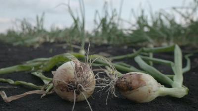 Onions in field