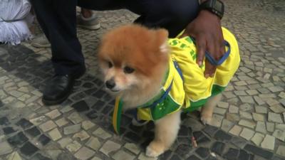 It is not just the humans who are supporting Brazil