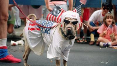 Dog wearing American flags