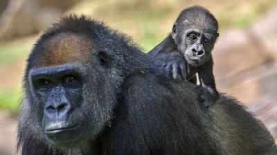 Gorillas