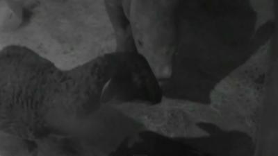 Baby rhino and sheep