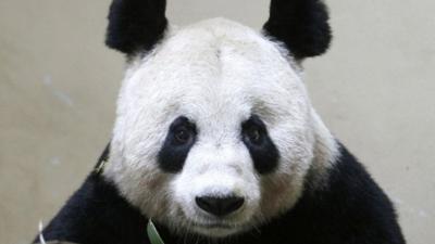 Tian Tian - file image