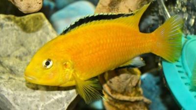 African Cichlid