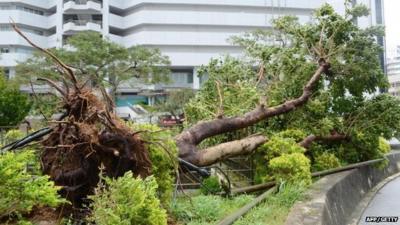 A large tree uprooted on a pedestrian road in Naha, Japan"s southern island of Okina