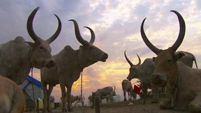 Horned cows