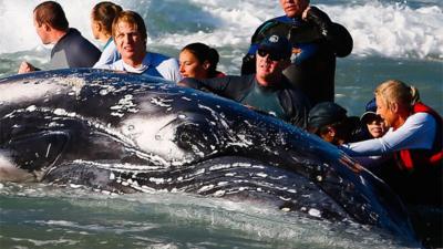 Sea World marine rescuer workers try to rescue a humpback whale