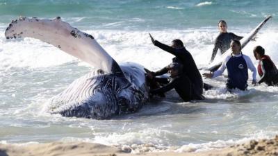 Marine rescue workers attempt to help a juvenile humpback whale stranded at Palm Beach on the Gold Coast, in Queensland on 9 July 2014