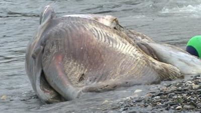 Minke whale found dead on Manx beach