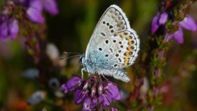 Silver studded blue butterfly (c) Matthew Oates