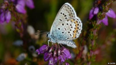 Silver studded blue butterfly (c) Matthew Oates