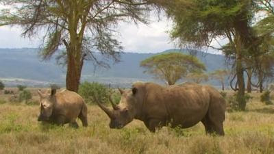 Rhinos in Kenya