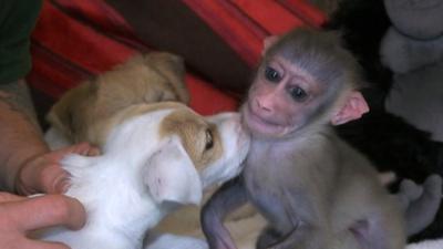 Jack Russell puppy and Mubi the babpy drill monkey