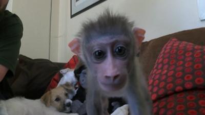 Mubi the baby African drill monkey