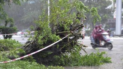 A fallen tree in Zhanjiang, Guangdong province, China