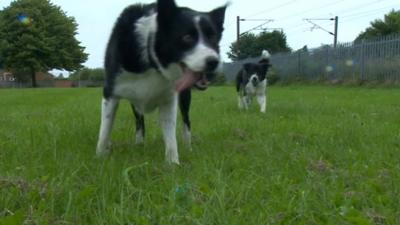 Border collies Blade and benji