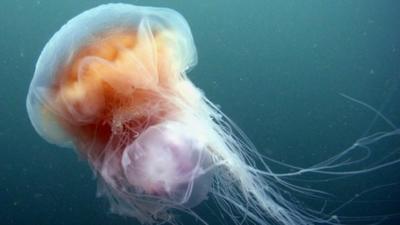 Lion's mane jellyfish