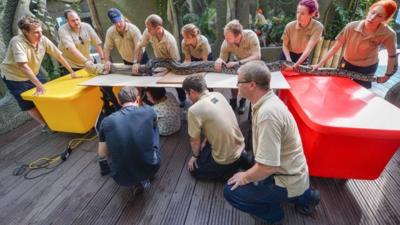 It takes a team of eight handlers to just to hold the reticulated python while it is examined