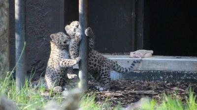 Amur snow leopards