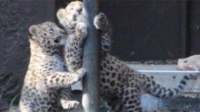 Amur leopards