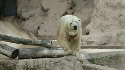 Arturo, the polar bear of the Mendoza zoo.
