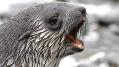 Antarctic fur seal (c) BAS
