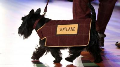 Scottie dog Hamish wearing Scotland coat