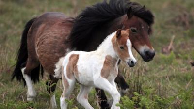Dartmoor ponies
