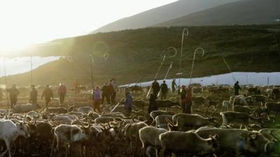 Sami reindeer herders