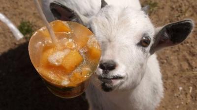 A goat eating an ice lolly