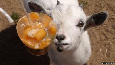 A goat eating an ice lolly