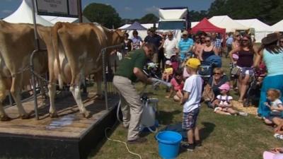 Milking cows at the New Forest Show