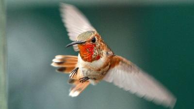 Hummingbird