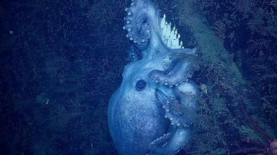 Deep-sea octopus and her eggs