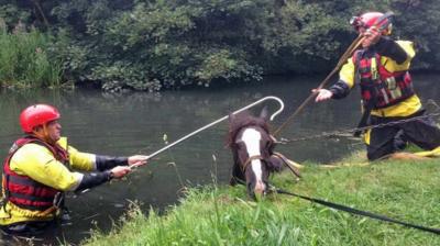 Firefighters rescue a horse