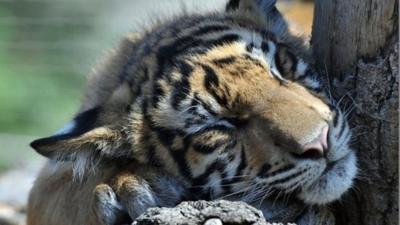 Tiger at London Zoo