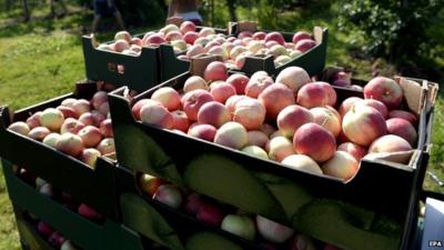 Polish apples in crates