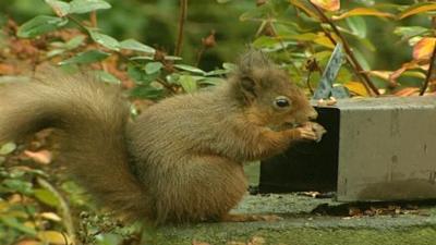 Red Squirrel