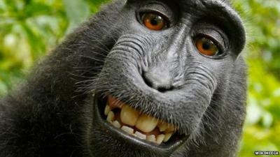 Disputed selfie of crested black macaque