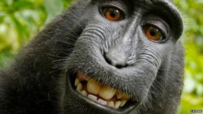 Disputed selfie of crested black macaque