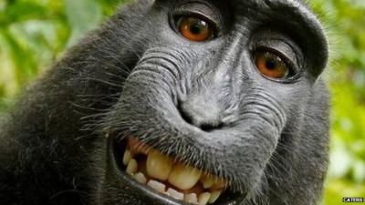 Disputed selfie of crested black macaque