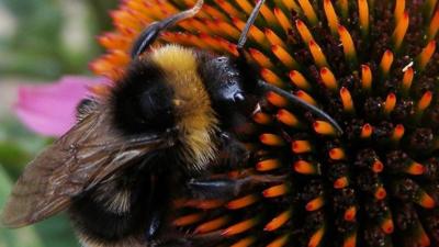 bee on flower
