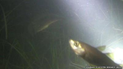 Video grab of fish in seagrass