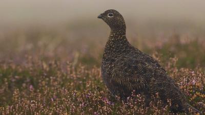 Grouse