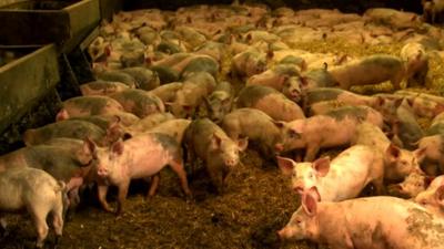 Pigs in a pig farm