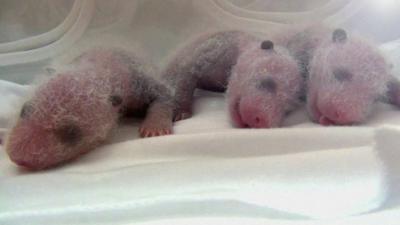 The panda triplets