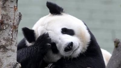 Tian Tian