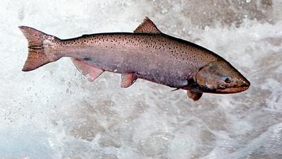 A migrating salmon
