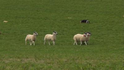 Sheepdog trials, Gloucestershire