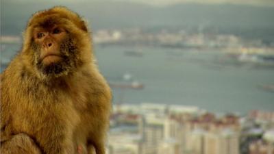 A Barbary macaque